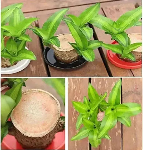 Kalsten | Brazilian Lucky Wood – Air Purifying & Fortune Bringing Plant