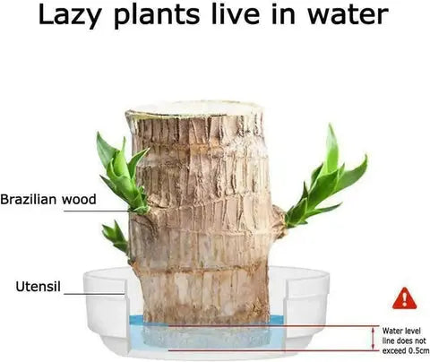 Kalsten | Brazilian Lucky Wood – Air Purifying & Fortune Bringing Plant
