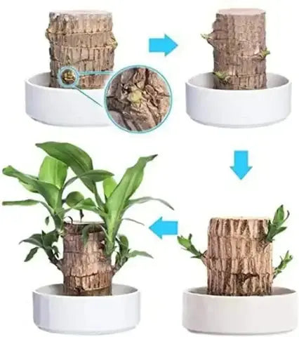 Kalsten | Brazilian Lucky Wood – Air Purifying & Fortune Bringing Plant