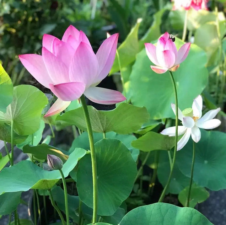 Kalsten | Lotus flower seeds for pond & bowl – Let them bloom easily at home
