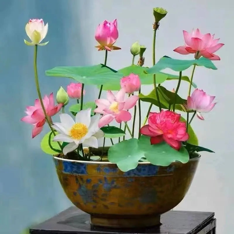 Kalsten | Lotus flower seeds for pond & bowl – Let them bloom easily at home