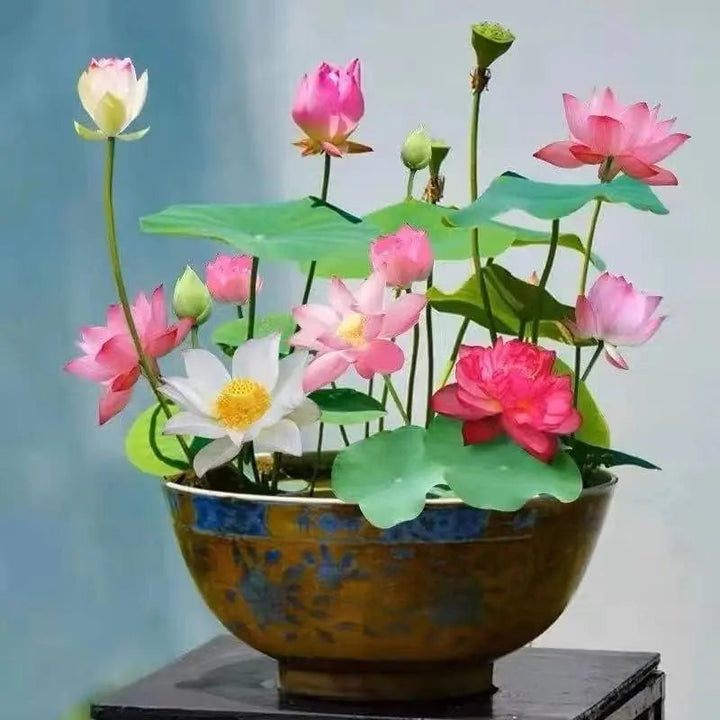 Kalsten | Lotus flower seeds for pond & bowl – Let them bloom easily at home