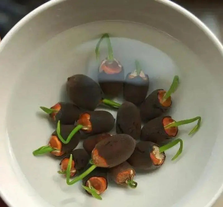 Kalsten | Lotus flower seeds for pond & bowl – Let them bloom easily at home