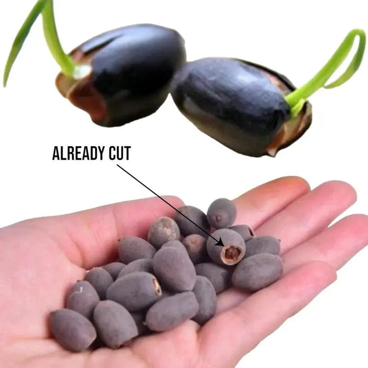 Kalsten | Lotus flower seeds for pond & bowl – Let them bloom easily at home