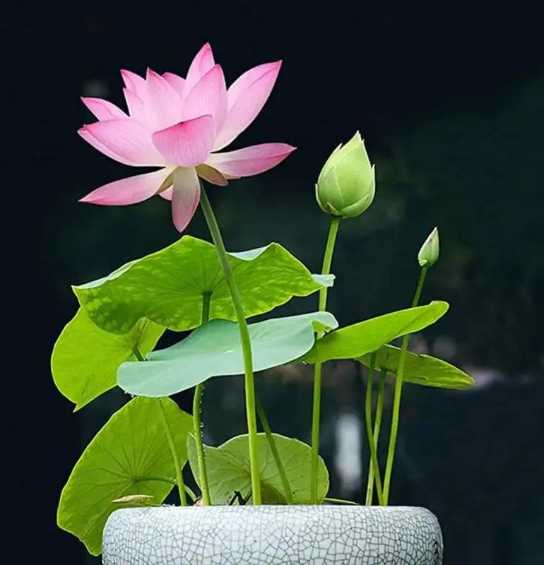 Kalsten | Lotus flower seeds for pond & bowl – Let them bloom easily at home