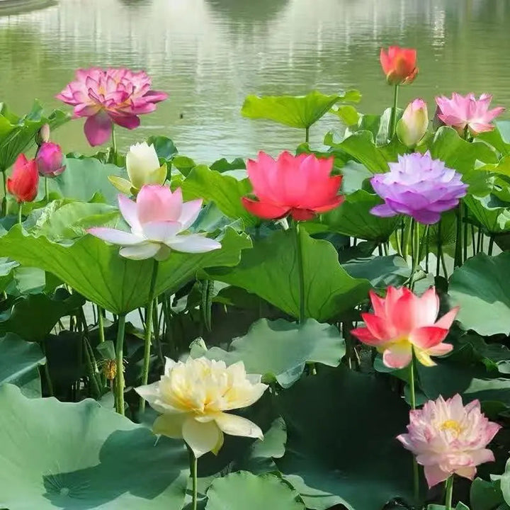Kalsten | Lotus flower seeds for pond & bowl – Let them bloom easily at home