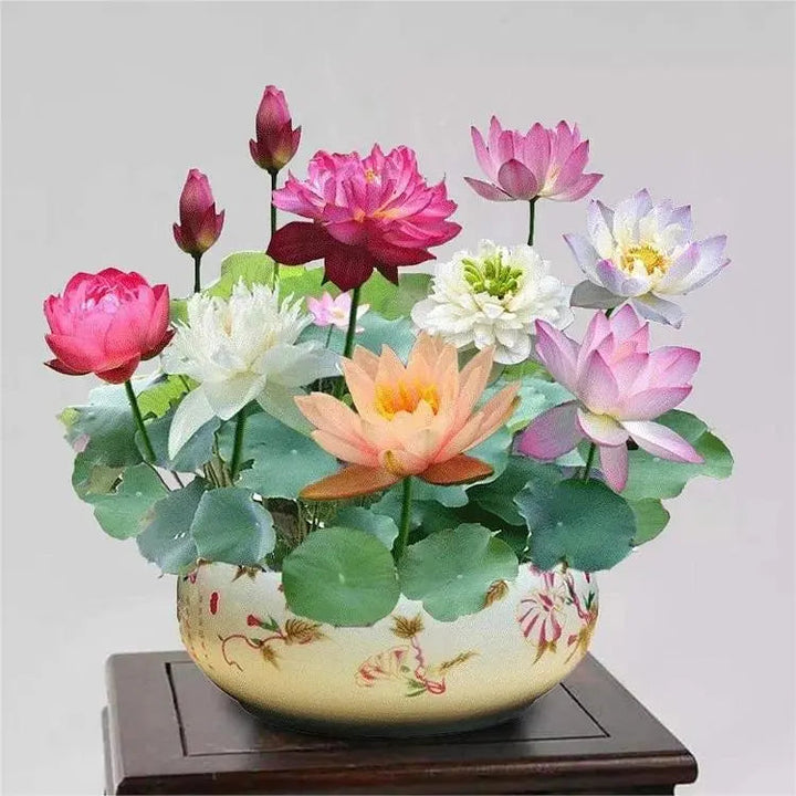 Kalsten | Lotus flower seeds for pond & bowl – Let them bloom easily at home