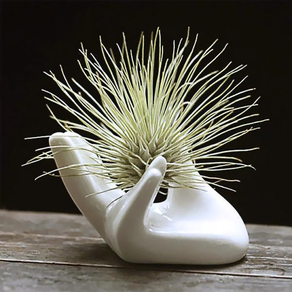 Ceramic Hand Shaped Air Plant Egg Jewelry Holder | Kalsten