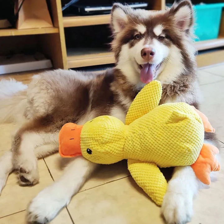 Kalsten | Calming duck for dogs