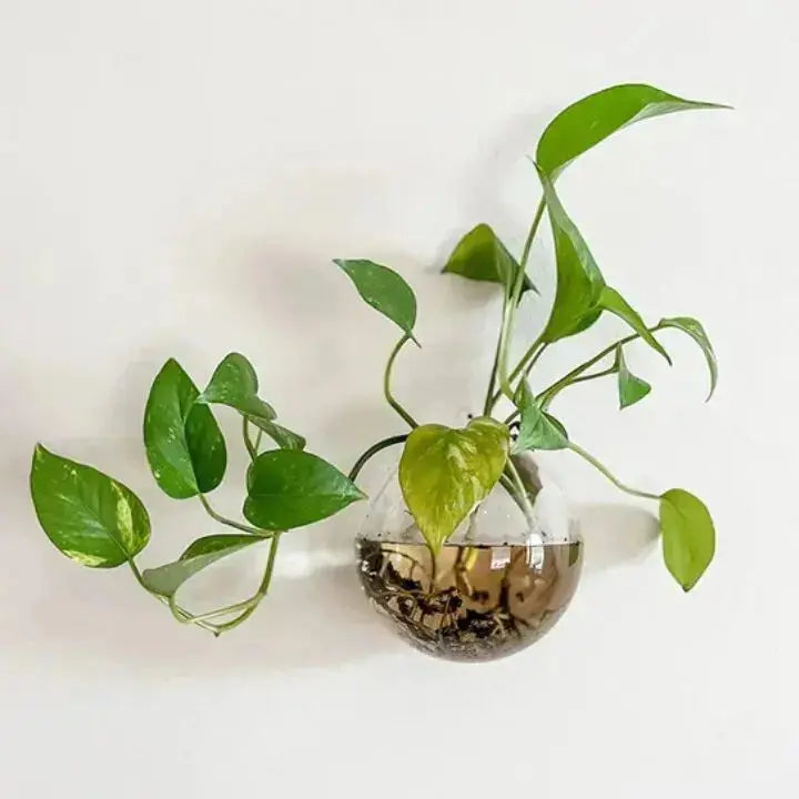 Kalsten | Elegant Glass Wall Vase – Minimalist Plant Holder