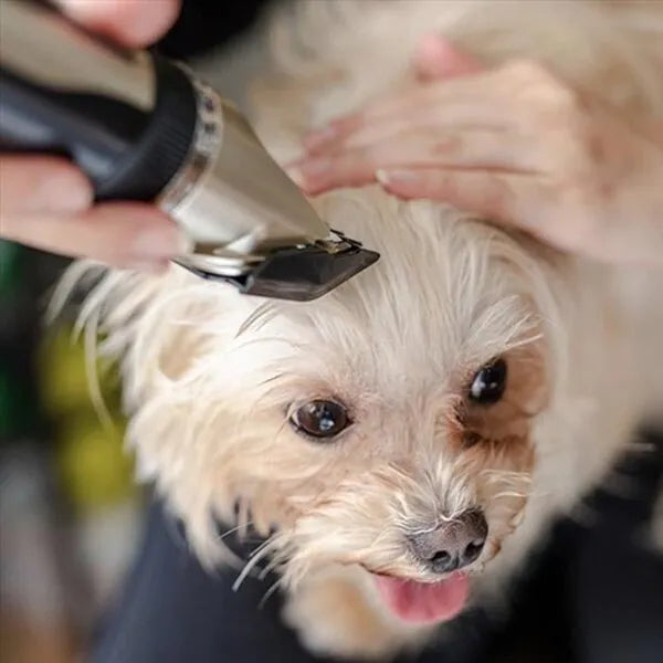 Silent Coat Trimmer set for dogs Kalsten