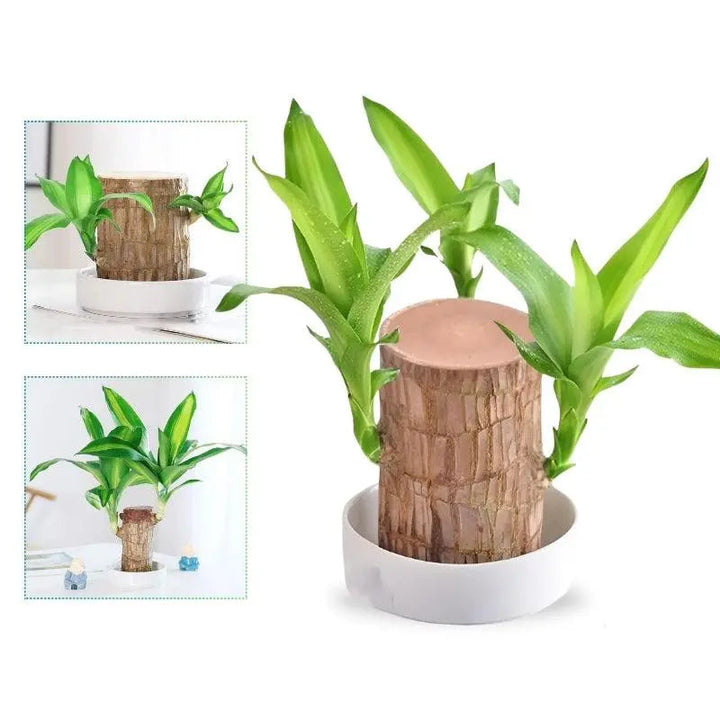 Kalsten | Lucky Charm Brazilwood Potted Plant – Air Purifying & Prosperity Promoting