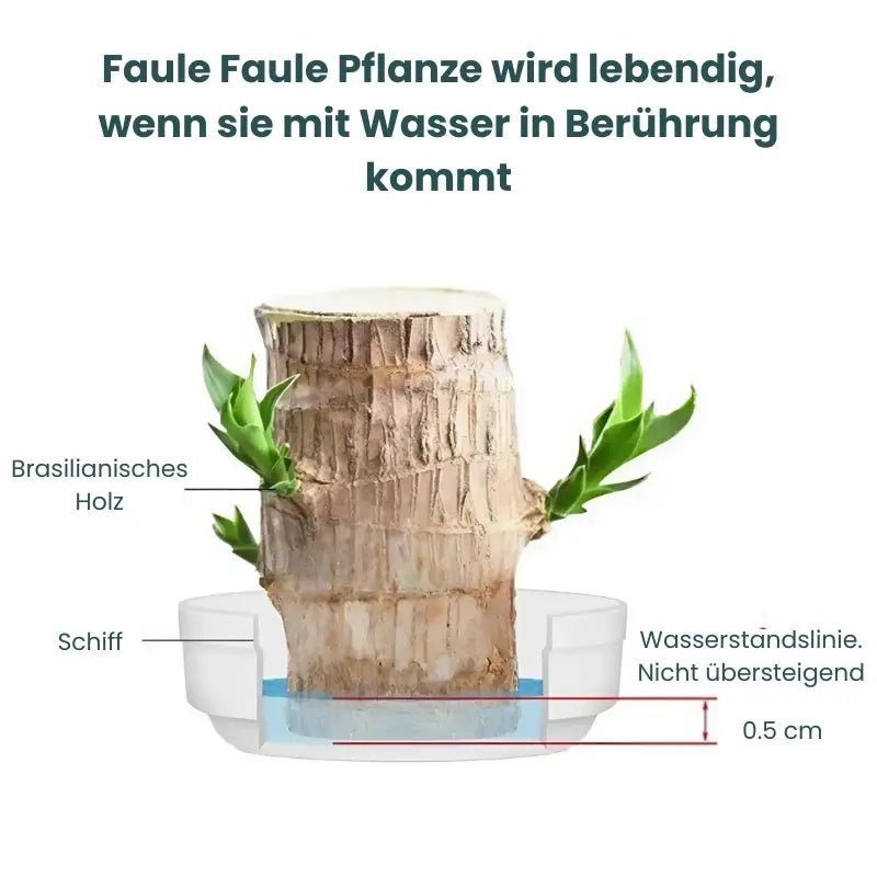 Kalsten | Lucky Charm Brazilwood Potted Plant – Air Purifying & Prosperity Promoting