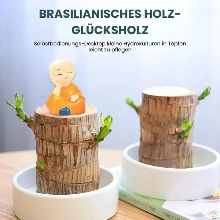 Kalsten | Lucky Charm Brazilwood Potted Plant – Air Purifying & Prosperity Promoting