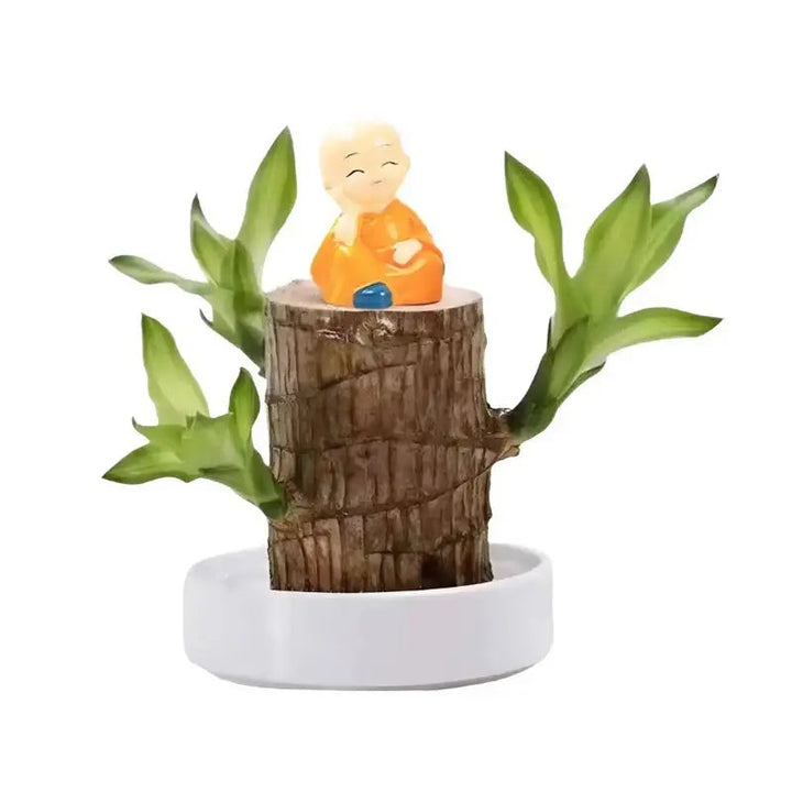 Kalsten | Lucky Charm Brazilwood Potted Plant – Air Purifying & Prosperity Promoting