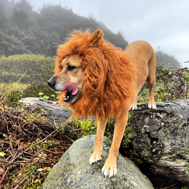 Kalsten | Halloween Dog Costume Lion Mane Wig