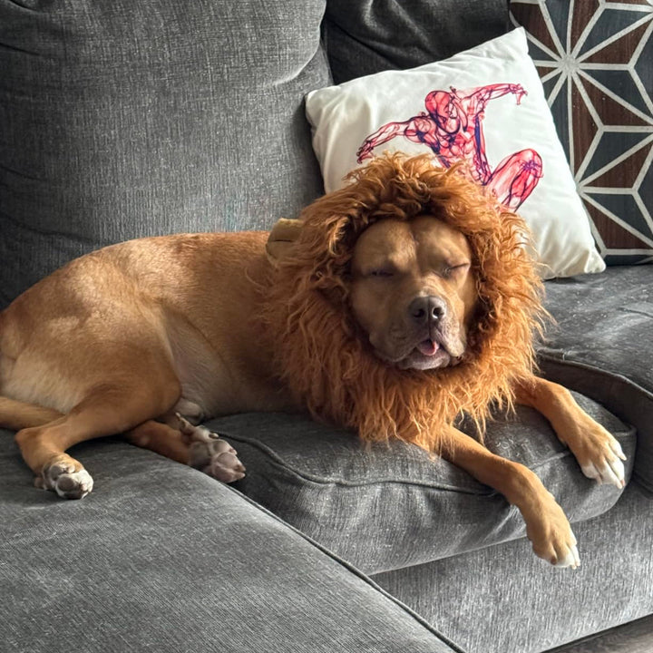 Kalsten | Halloween Dog Costume Lion Mane Wig