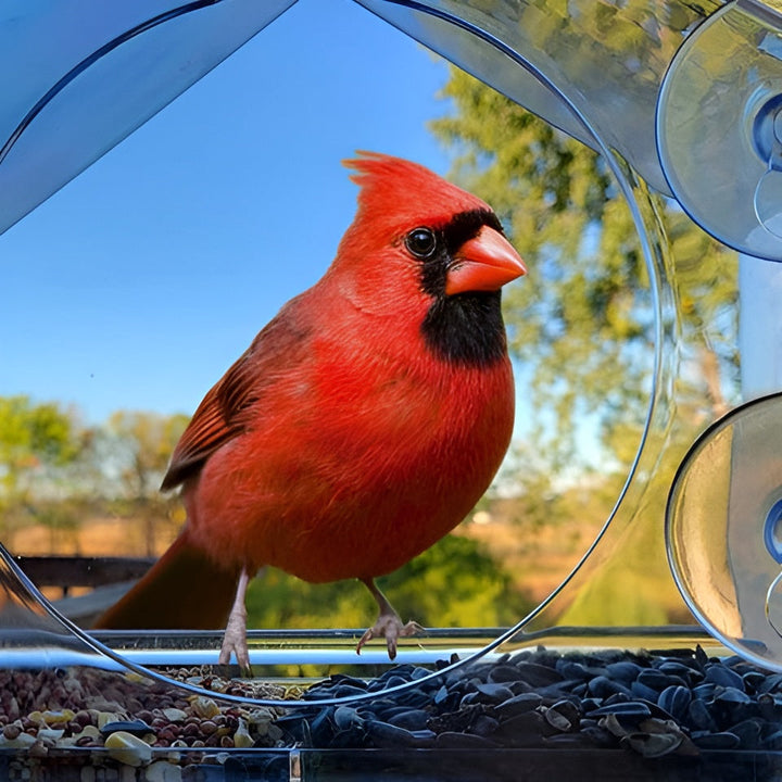 Clear Window Bird Feeder with Secure Suction Cup Design