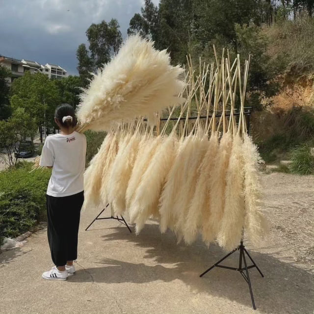 Kalsten | Large fluffy pampas grass