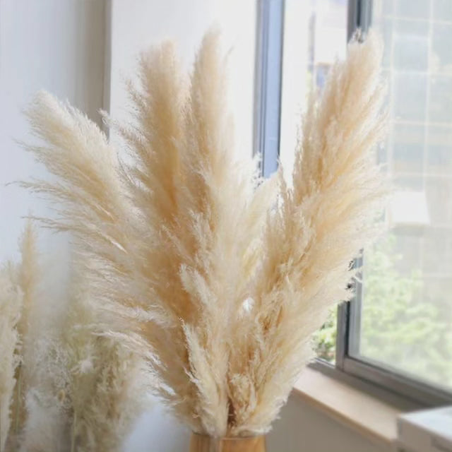 Kalsten | Large fluffy pampas grass
