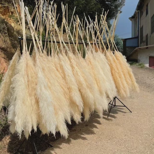 Kalsten | Large fluffy pampas grass