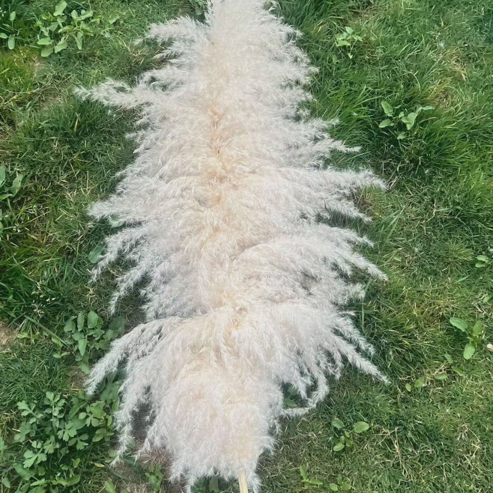 Kalsten | Large fluffy pampas grass