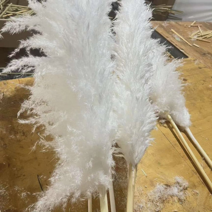 Kalsten | Large fluffy pampas grass