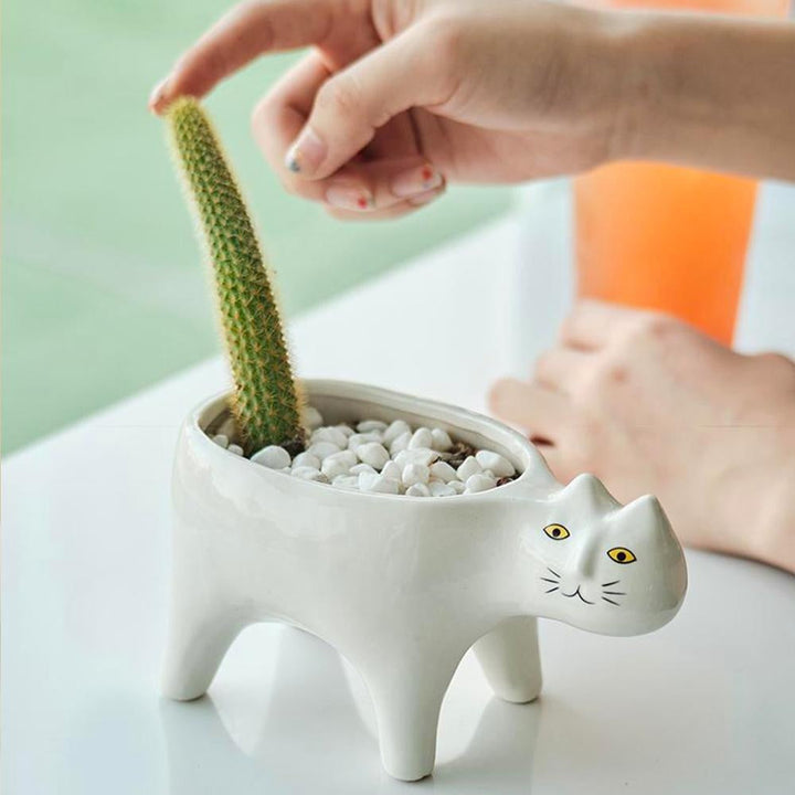 Kat Pot | Kalsten