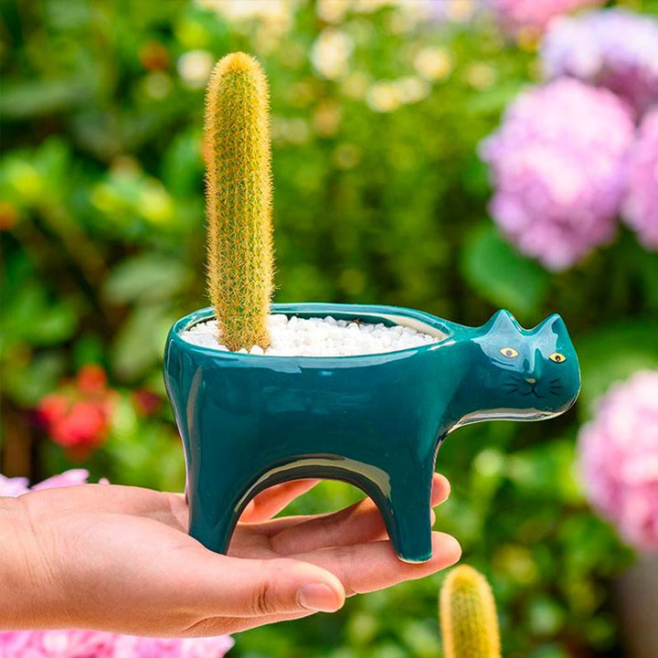 Kat Pot | Kalsten