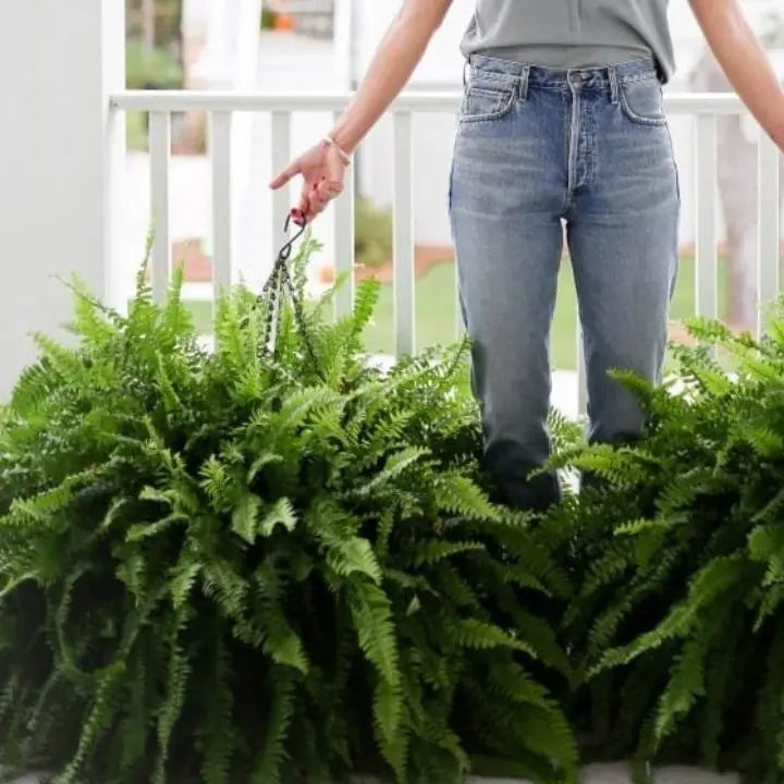 Kalsten | Artificial Boston Fern Bundle - UV resistant & easy to care for (18 stems)