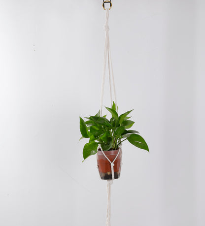 Hanging Plant Holder Acalora