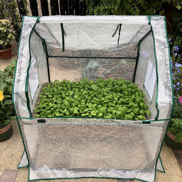 Mini Greenhouse