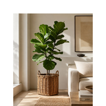 Atmospheric storage baskets Acalora