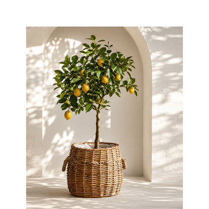 Storage basket Acalora