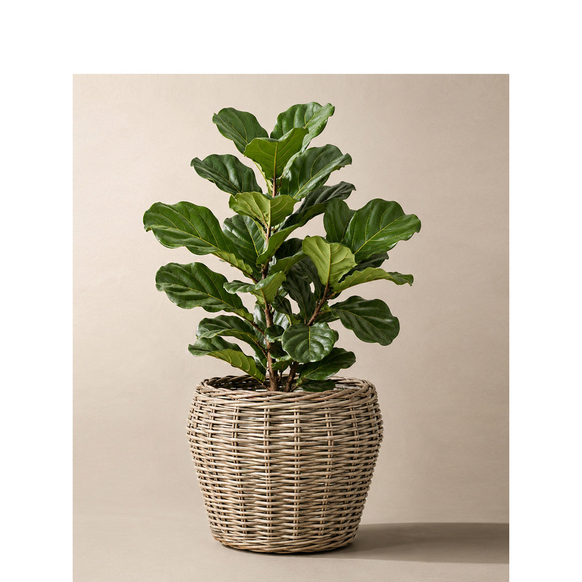 Decorative plant basket with plastic inner bag Acalora
