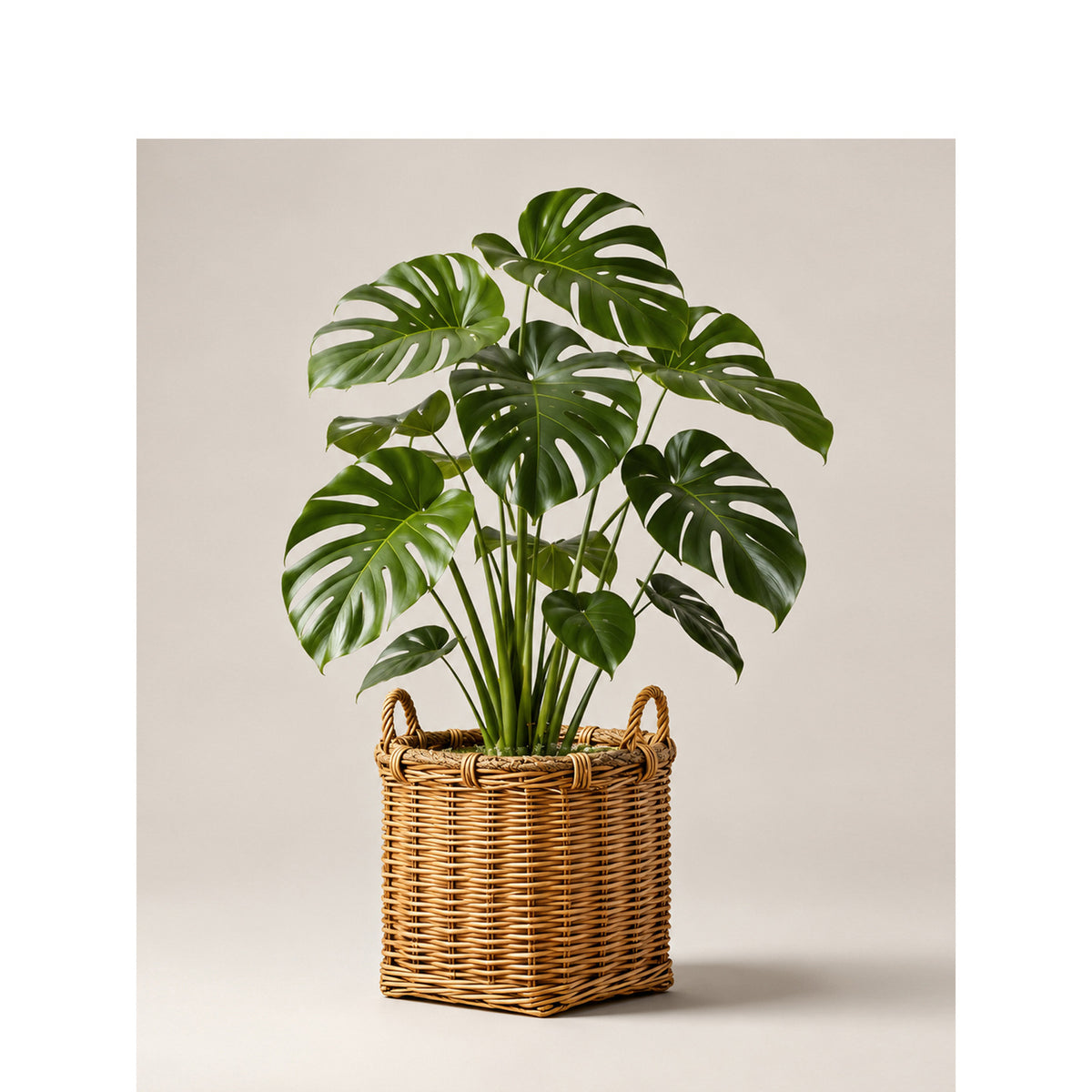 Atmospheric storage baskets Acalora
