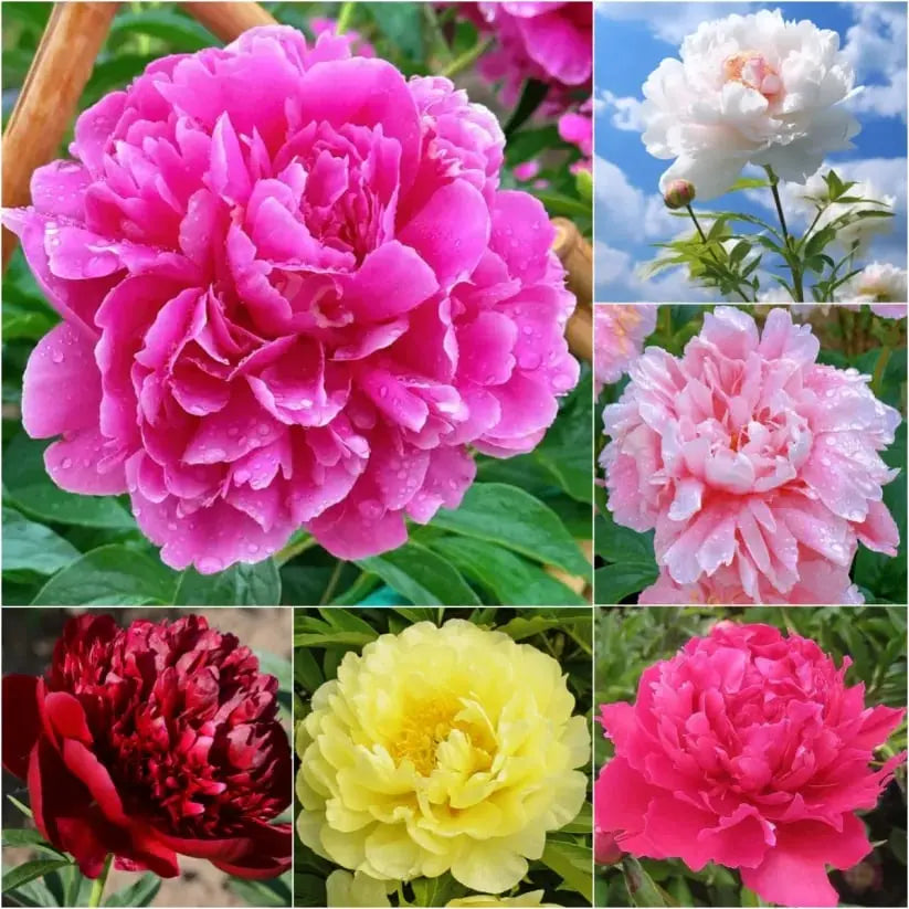 Kalsten | Peony Seeds “Double Petaled Piani” – Queen of Flowers for Your Garden