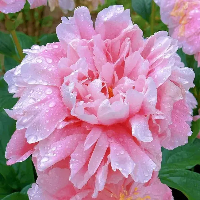Kalsten | Peony Seeds “Double Petaled Piani” – Queen of Flowers for Your Garden