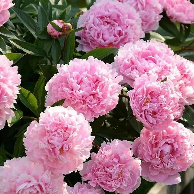 Kalsten | Peony Seeds “Double Petaled Piani” – Queen of Flowers for Your Garden