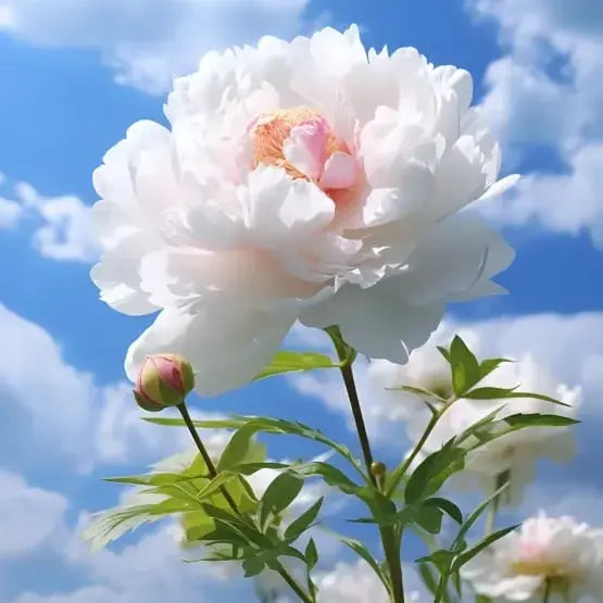 Kalsten | Peony Seeds “Double Petaled Piani” – Queen of Flowers for Your Garden