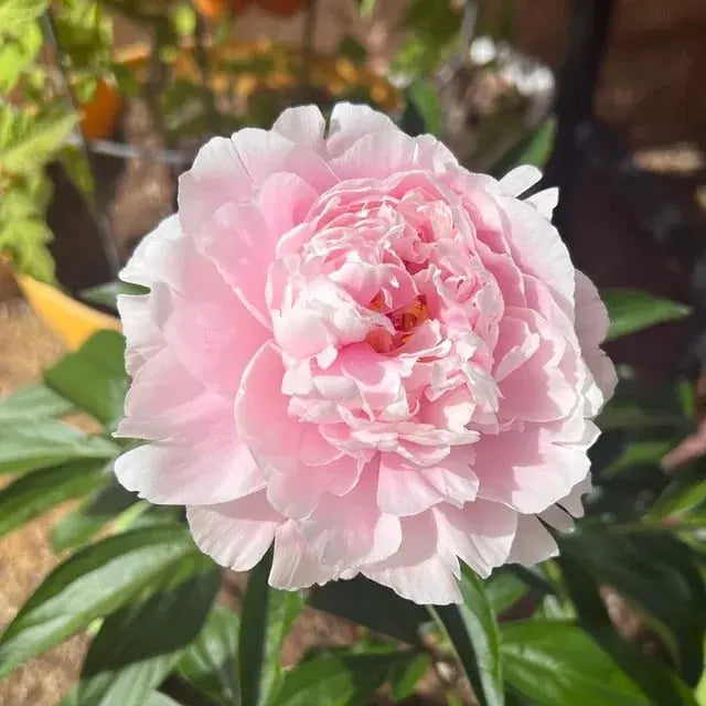 Kalsten | Peony Seeds “Double Petaled Piani” – Queen of Flowers for Your Garden