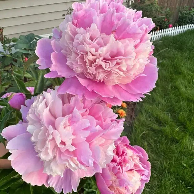 Kalsten | Peony Seeds “Double Petaled Piani” – Queen of Flowers for Your Garden