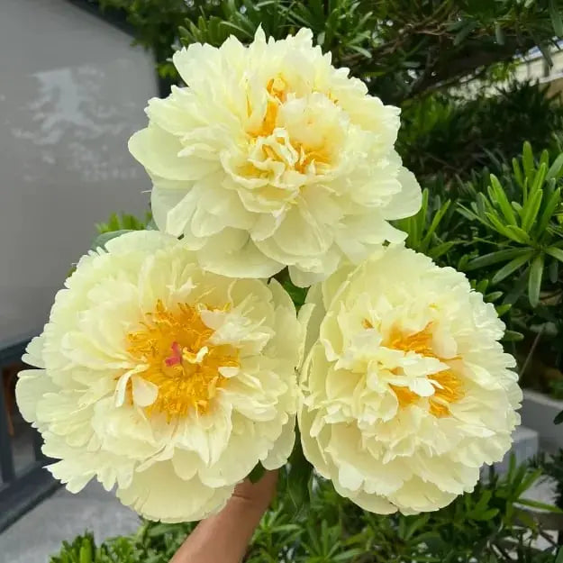 Kalsten | Peony Seeds “Double Petaled Piani” – Queen of Flowers for Your Garden