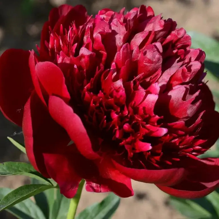 Kalsten | Peony Seeds “Double Petaled Piani” – Queen of Flowers for Your Garden