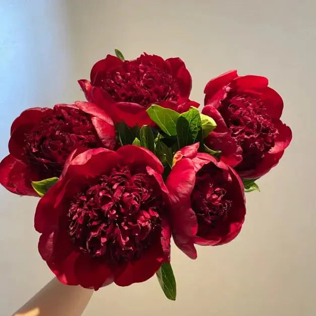 Kalsten | Peony Seeds “Double Petaled Piani” – Queen of Flowers for Your Garden