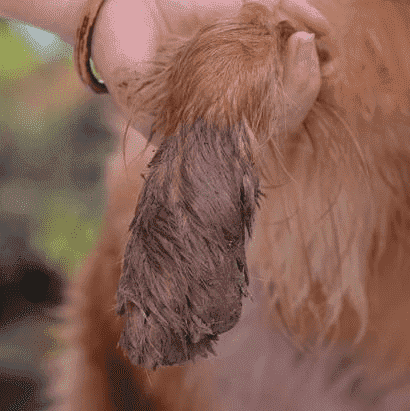 Portable Pet Paw Cleaner | Kalsten