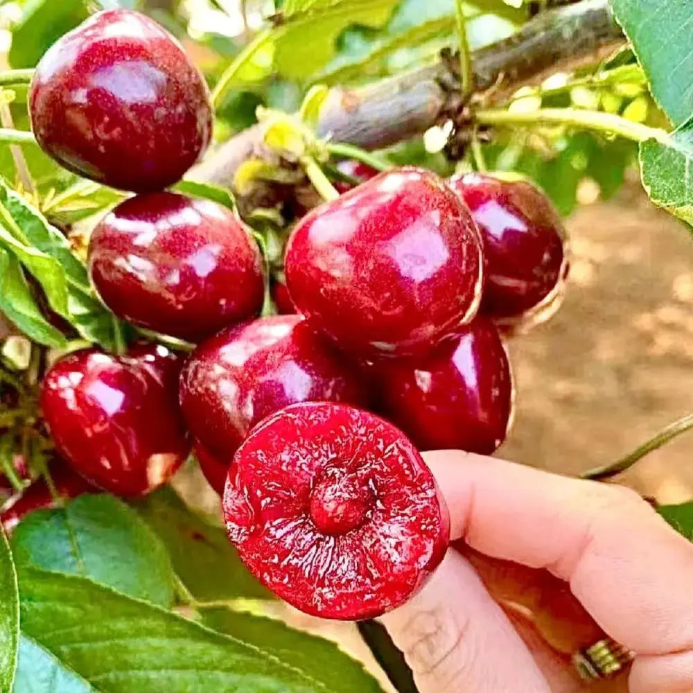 Kalsten | Rainier Cherry Seeds – High Quality Cherries