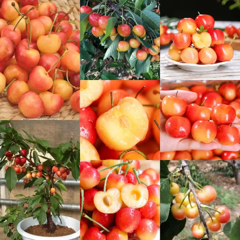 Kalsten | Rainier Cherry Seeds – High Quality Cherries