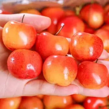 Kalsten | Rainier Cherry Seeds – High Quality Cherries