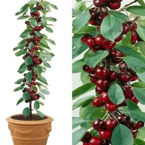 Kalsten | Rainier Cherry Seeds – High Quality Cherries
